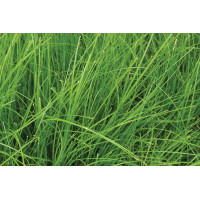 Carex appalachica 72 Carex appalachica 72