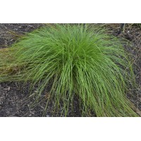 Carex rosea 21
