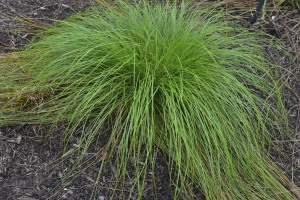 Carex rosea 21