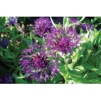 Centaurea Amethyst Dream 72 Centaurea Amethyst Dream 72