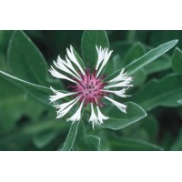 Centaurea Amethyst in Snow 21 Centaurea Amethyst in Snow 21
