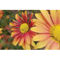 Chrysanthemum Campfire Glow 72