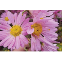 Chrysanthemum Raspberry Sorbet 72