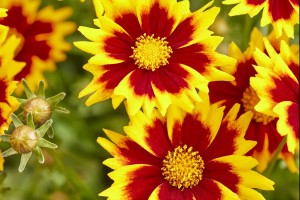 Coreopsis Solar Jewel 21