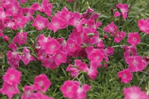 Dianthus Kahori 21