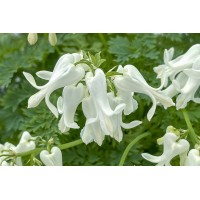 Dicentra Amore Titanium 21
