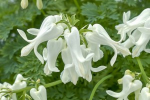 Dicentra Amore Titanium 21