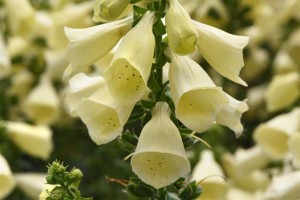 Digitalis Arctic Fox Lemon Cream 21