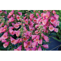 Digitalis Arctic Fox Rose 21