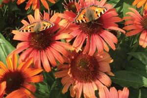 Echinacea Butterfly Orange Skipper 21