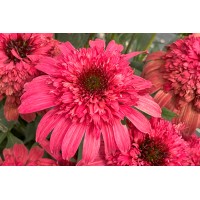 Echinacea Delightful Garnet 21