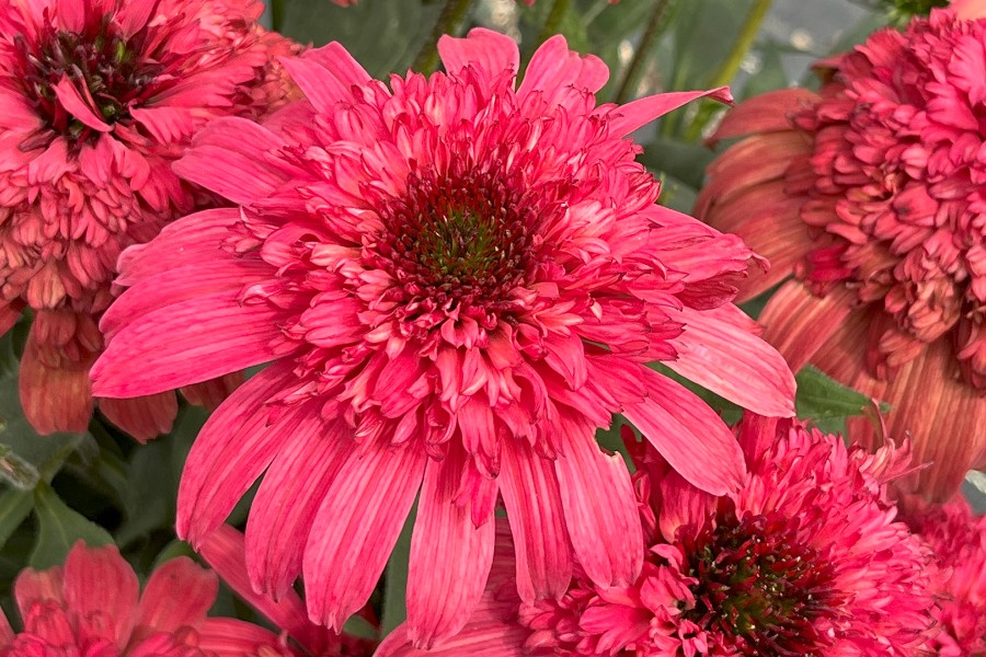 Echinacea Delightful Garnet 72 Echinacea Delightful Garnet 72