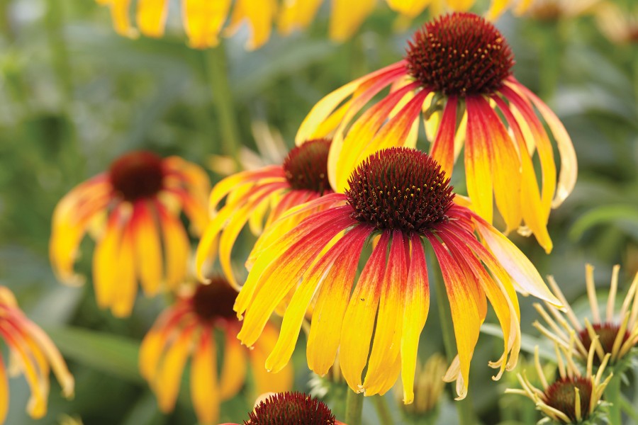 Echinacea Fiery Meadow Mama 72 Echinacea Fiery Meadow Mama 72