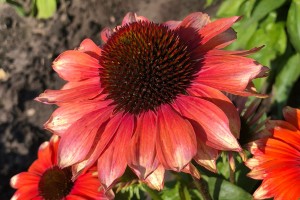 Echinacea Fine Feathered Flamingo 21