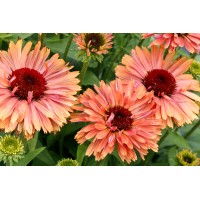 Echinacea Fresco Apricot 21