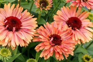 Echinacea Fresco Apricot 21