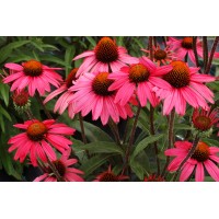 Echinacea Glowing Dream 21