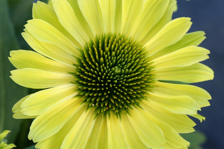 Echinacea Kismet Kiwi 72