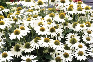 Echinacea Kismet White 72
