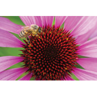 Echinacea Magnus 21
