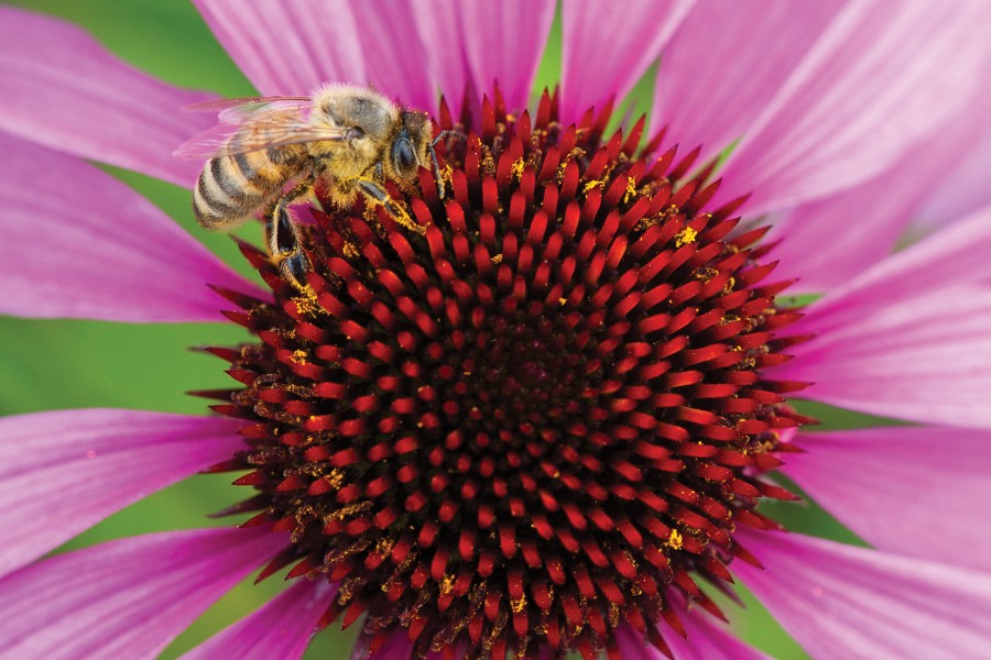 Echinacea Magnus 72