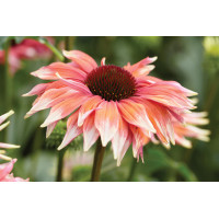 Echinacea Playful Meadow Mama 21 Echinacea Playful Meadow Mama 21