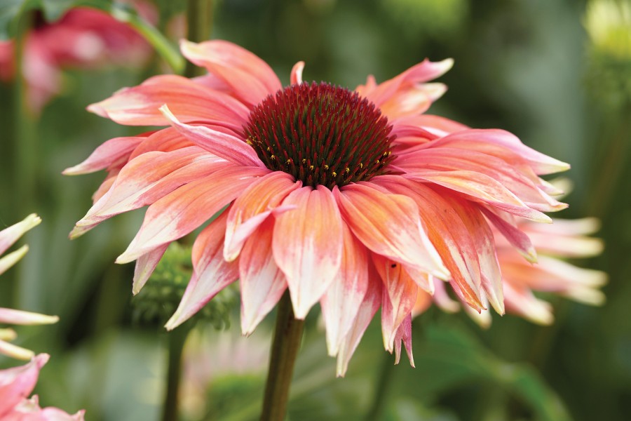 Echinacea Playful Meadow Mama 72 Echinacea Playful Meadow Mama 72