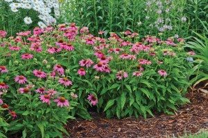 Echinacea PowWow Wild Berry 72-V