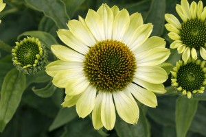 Echinacea Prima Lime 72