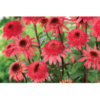 Echinacea Raspberry Truffle 21 Echinacea Raspberry Truffle 21