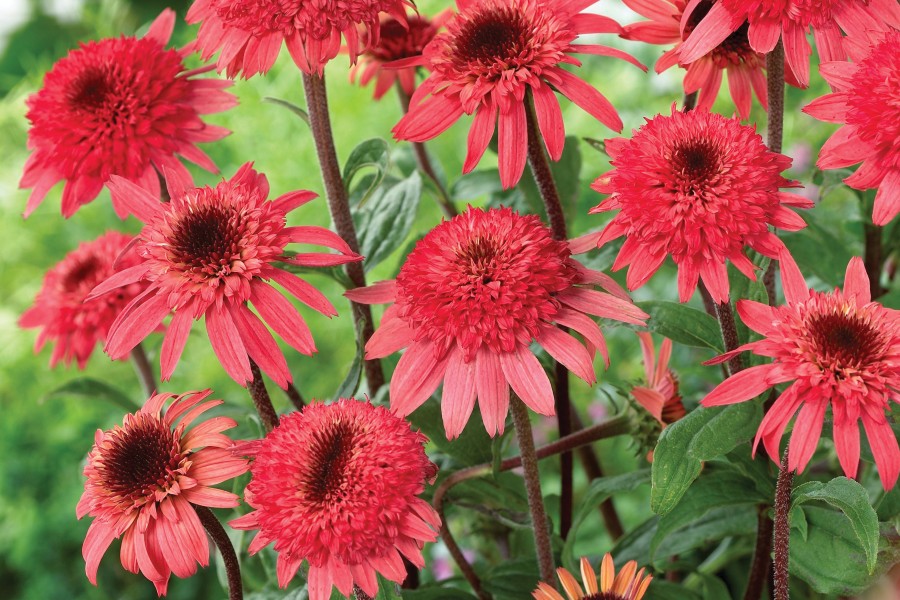 Echinacea Raspberry Truffle 72 Echinacea Raspberry Truffle 72