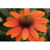 Echinacea Sombrero Adobe Orange 21