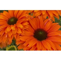 Echinacea Sunseekers Mineola 21