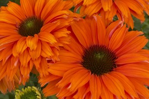 Echinacea Sunseekers Mineola 21
