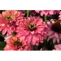 Echinacea Sunseekers Pink Grapefruit 21 Echinacea Sunseekers Pink Grapefruit 21