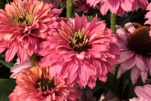 Echinacea Sunseekers Pink Grapefruit 21