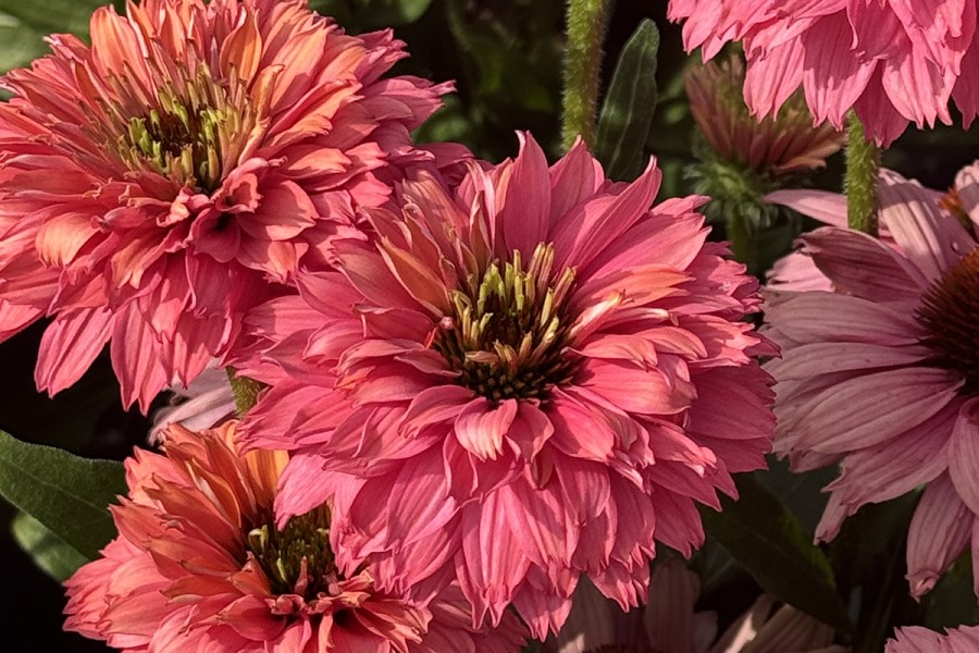 Echinacea Sunseekers Pink Grapefruit 21 Echinacea Sunseekers Pink Grapefruit 21