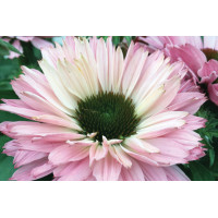 Echinacea Sunseekers Salmon 72