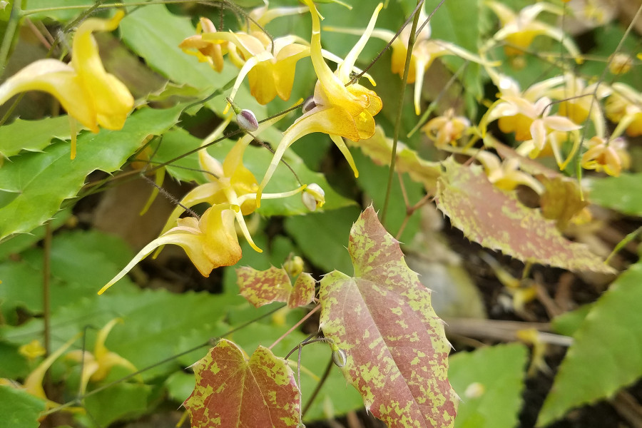 Epimedium Amber Queen 21 Epimedium Amber Queen 21