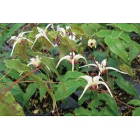 Epimedium Domino 21 Epimedium Domino 21