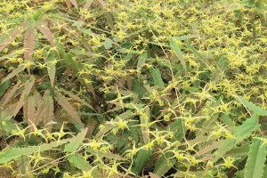 Epimedium Spine Tingler 21