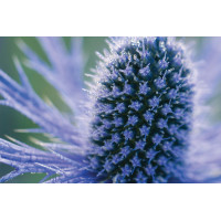 Eryngium Big Blue 72
