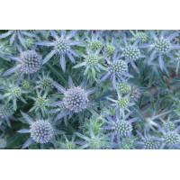 Eryngium Blue Hobbit 72