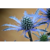 Eryngium Blue Waves 21 Eryngium Blue Waves 21