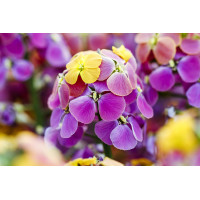 Erysimum Erysistible Bronze Rose 21