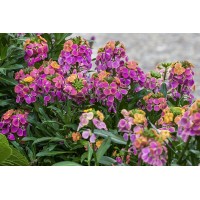 Erysimum Erysistible Tricolor 21