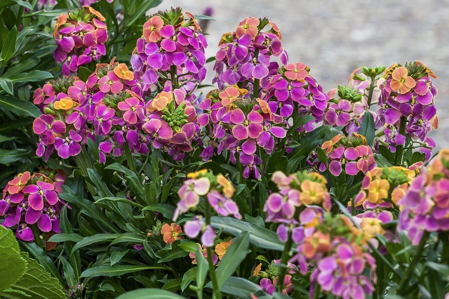 Erysimum Erysistible Tricolor 72