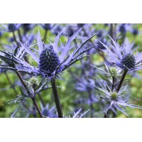 Eryngium Lapis Blue 72 Eryngium Lapis Blue 72