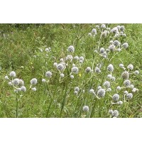 Eryngium yuccifolium 72