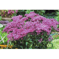 Eupatorium Baby Joe 21